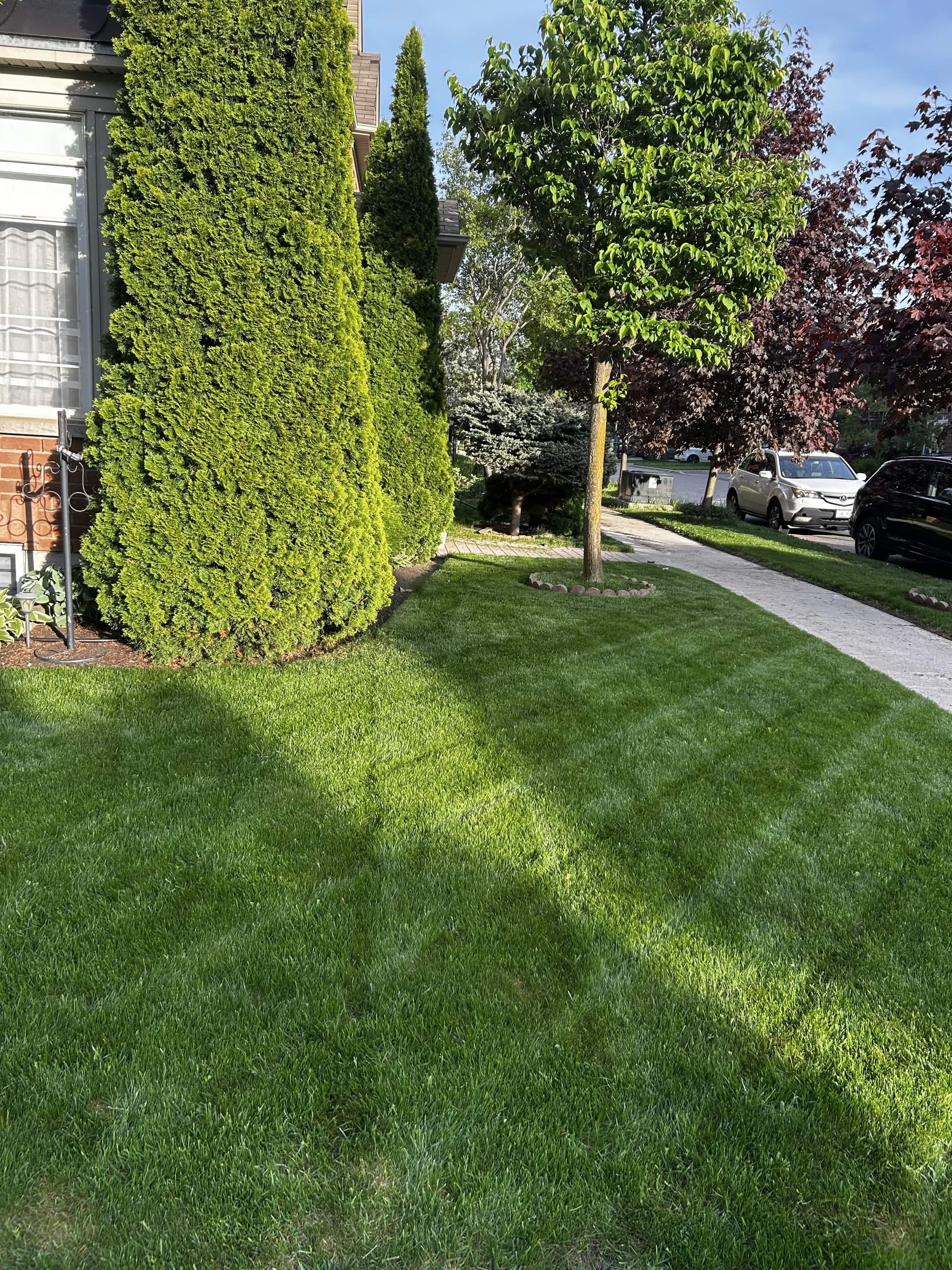 Neatly trimmed green lawn